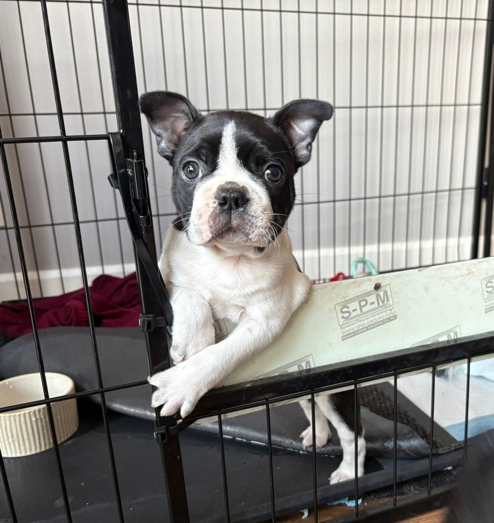 1 lieve Boston terriër pups uit eerste nestje, Dieren en Toebehoren, Honden | Chihuahua's en Gezelschapshonden, Parvo, België
