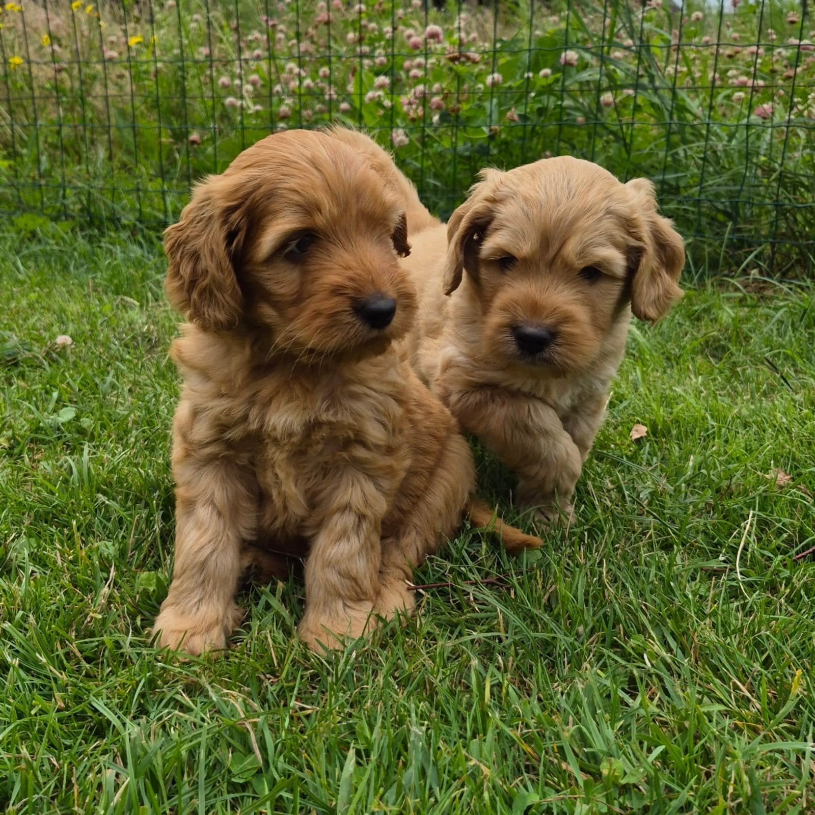 Prachtige labradoodle pups,  medium, Dieren en Toebehoren, Honden | Niet-rashonden, 8 tot 15 weken, Parvo, Meerdere dieren, Eén hond