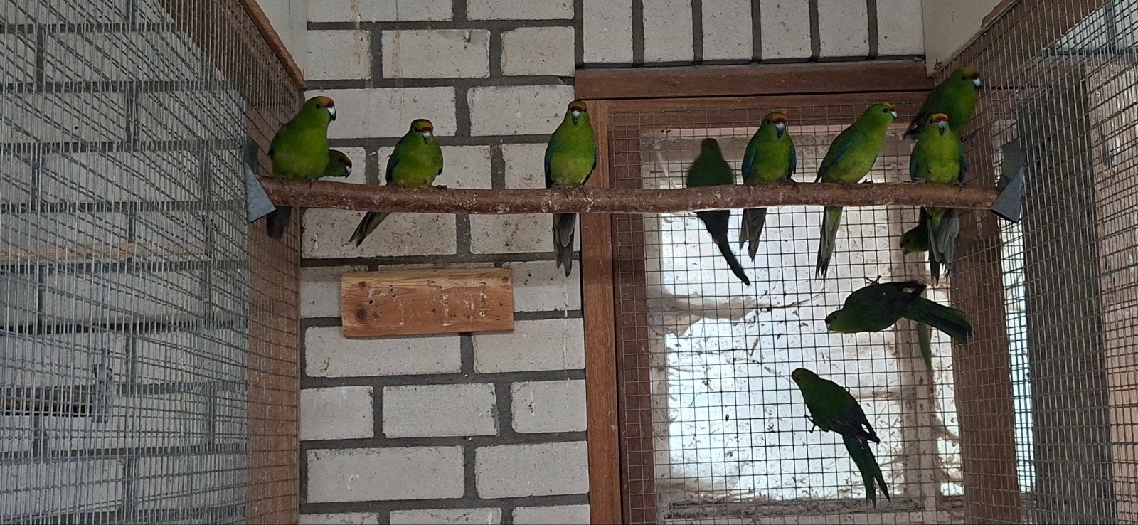te koop geelvoorhoofd kakariki , kakariki, Dieren en Toebehoren, Meerdere dieren, Geringd