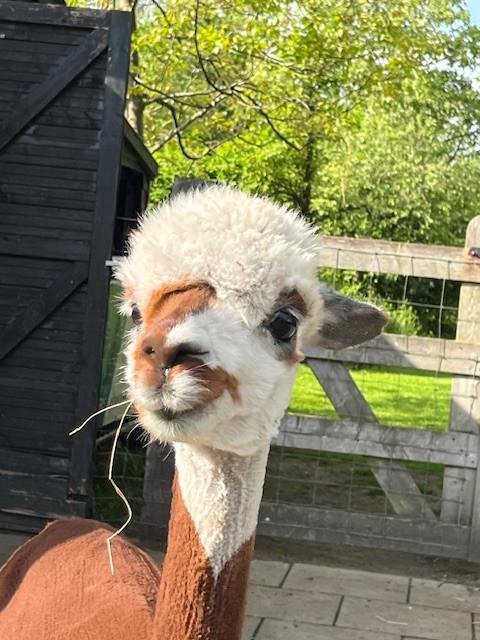 Leuke bonte alpaca merrie, Dieren en Toebehoren, April, Vrouwelijk