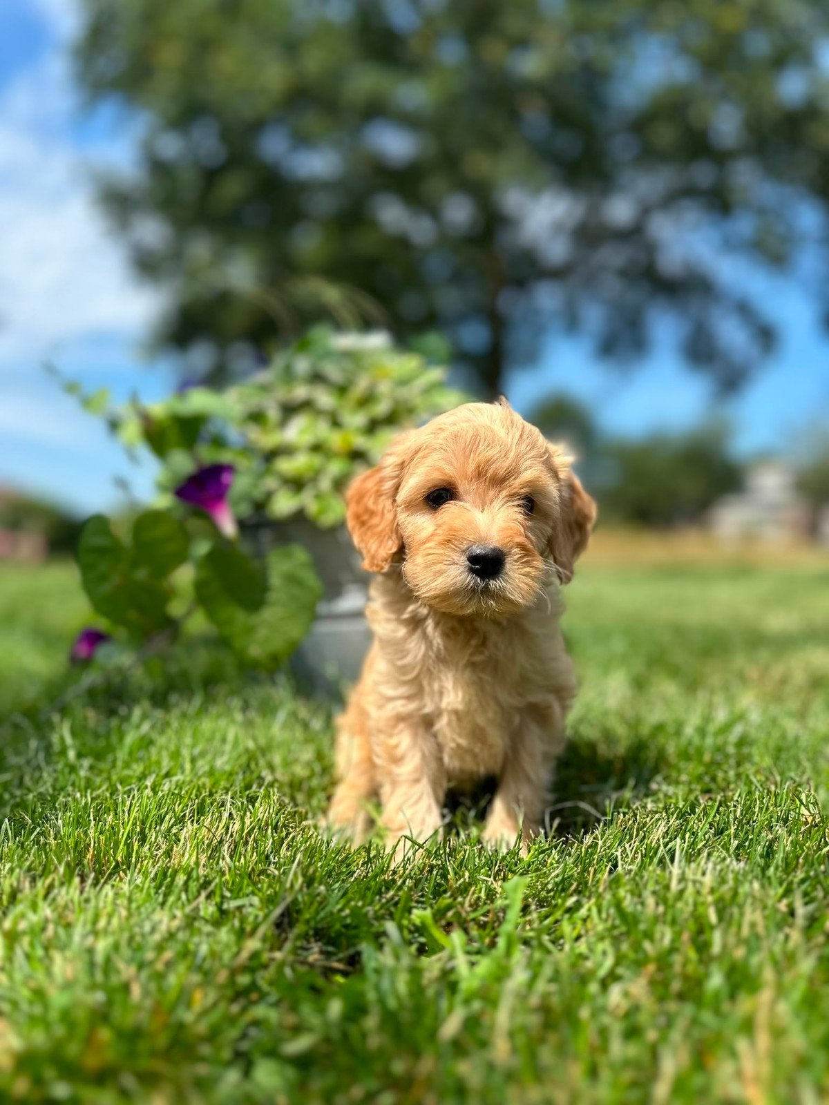 Lieve Levendige Labradoodle pups met garantie, Dieren en Toebehoren, Honden | Retrievers, Spaniëls en Waterhonden, Overige rassen