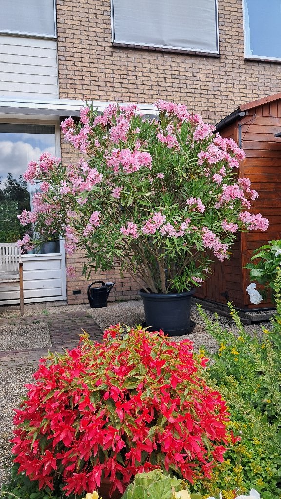 Grote bloeiende Oleander in pot, Volle zon, Vaste plant, Zomer, Ophalen