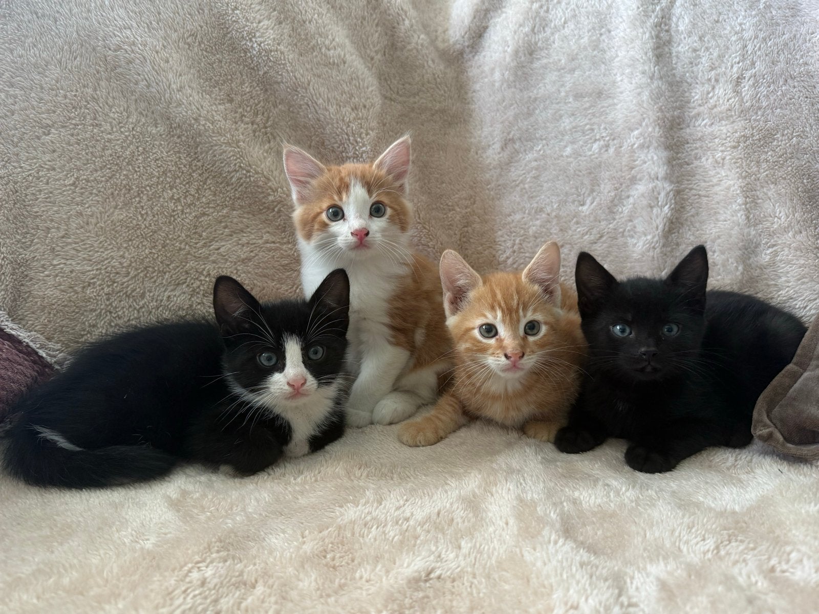 Vier prachtige kittens te koop!!, Meerdere dieren, Kortharig, 0 tot 2 jaar