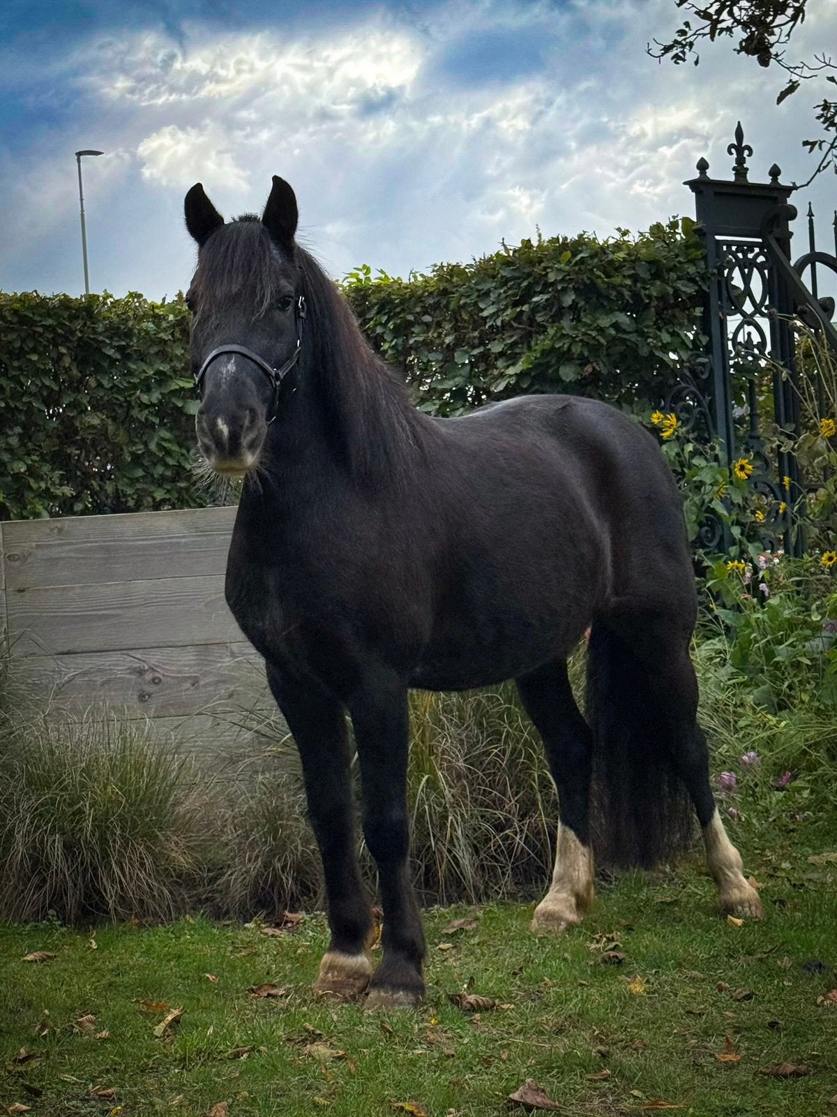 Leuke allround pony, Dieren en Toebehoren, Gechipt, B, Ruin, B pony (1.17m tot 1.27m)