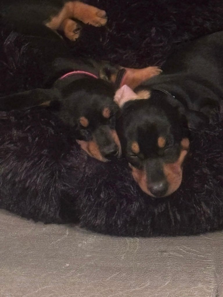 Teckel Black and tan, België, Particulier, Reu, 8 tot 15 weken