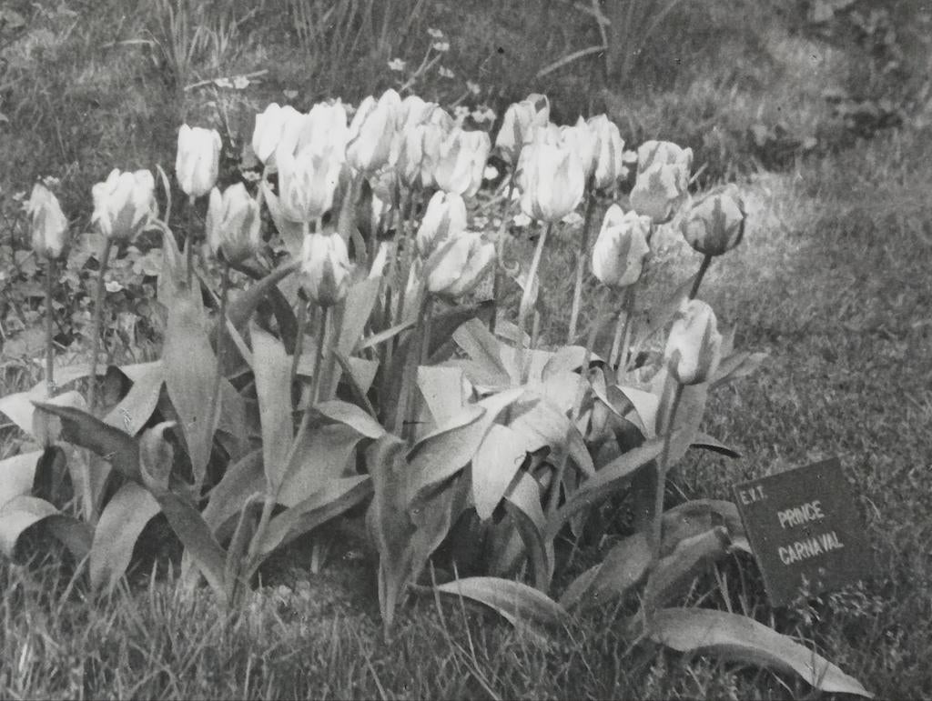 Piet Pijnenburg foto jaren 30-40 Park met Tulpen, Ophalen of Verzenden
