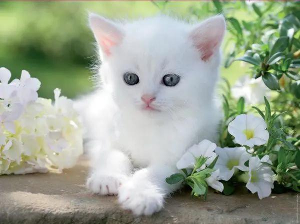Gezocht kitten (liefst half/volledig mainecoon), Dieren en Toebehoren, Verzenden