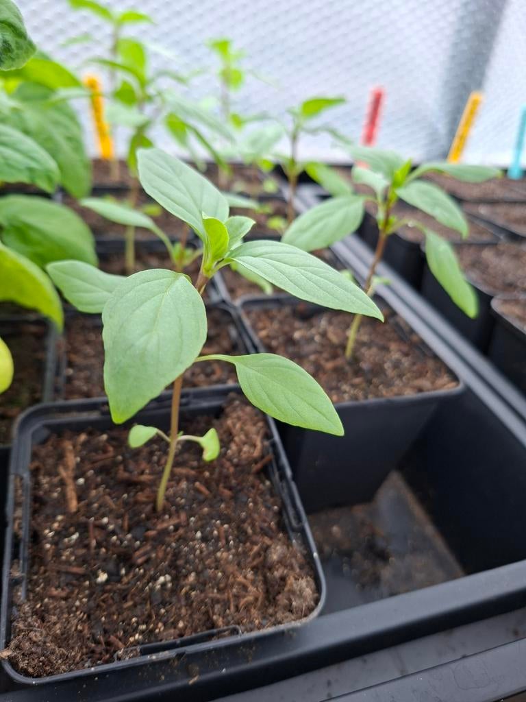 Thaise Basilicum biologisch, Ophalen, Eenjarig, Groenteplanten, Volle zon