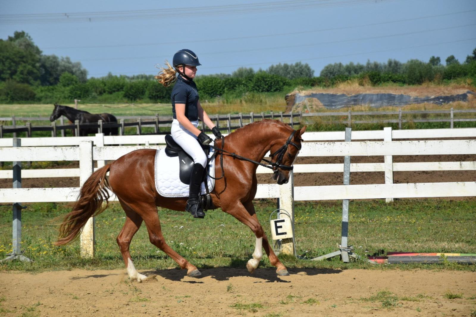 Brave, chique C-pony L1 dressuur – Betrouwbare kinderpony, Met stamboom, Ruin, Dressuurpony, 3 tot 6 jaar