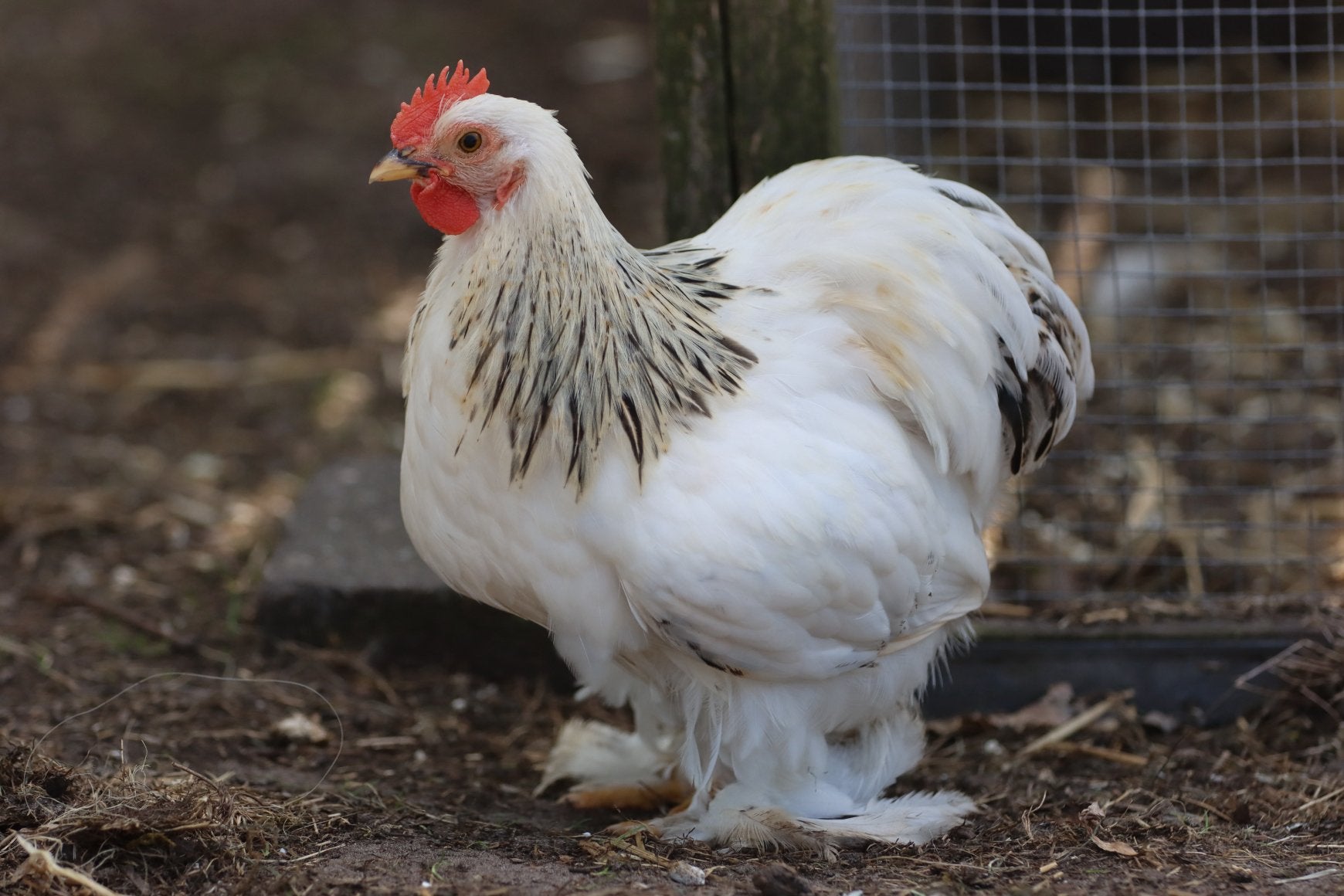 Cochin haantjes, Dieren en Toebehoren, Pluimvee, Mannelijk, Kip