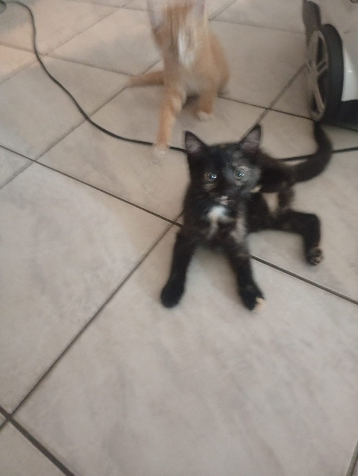 kitten, Dieren en Toebehoren