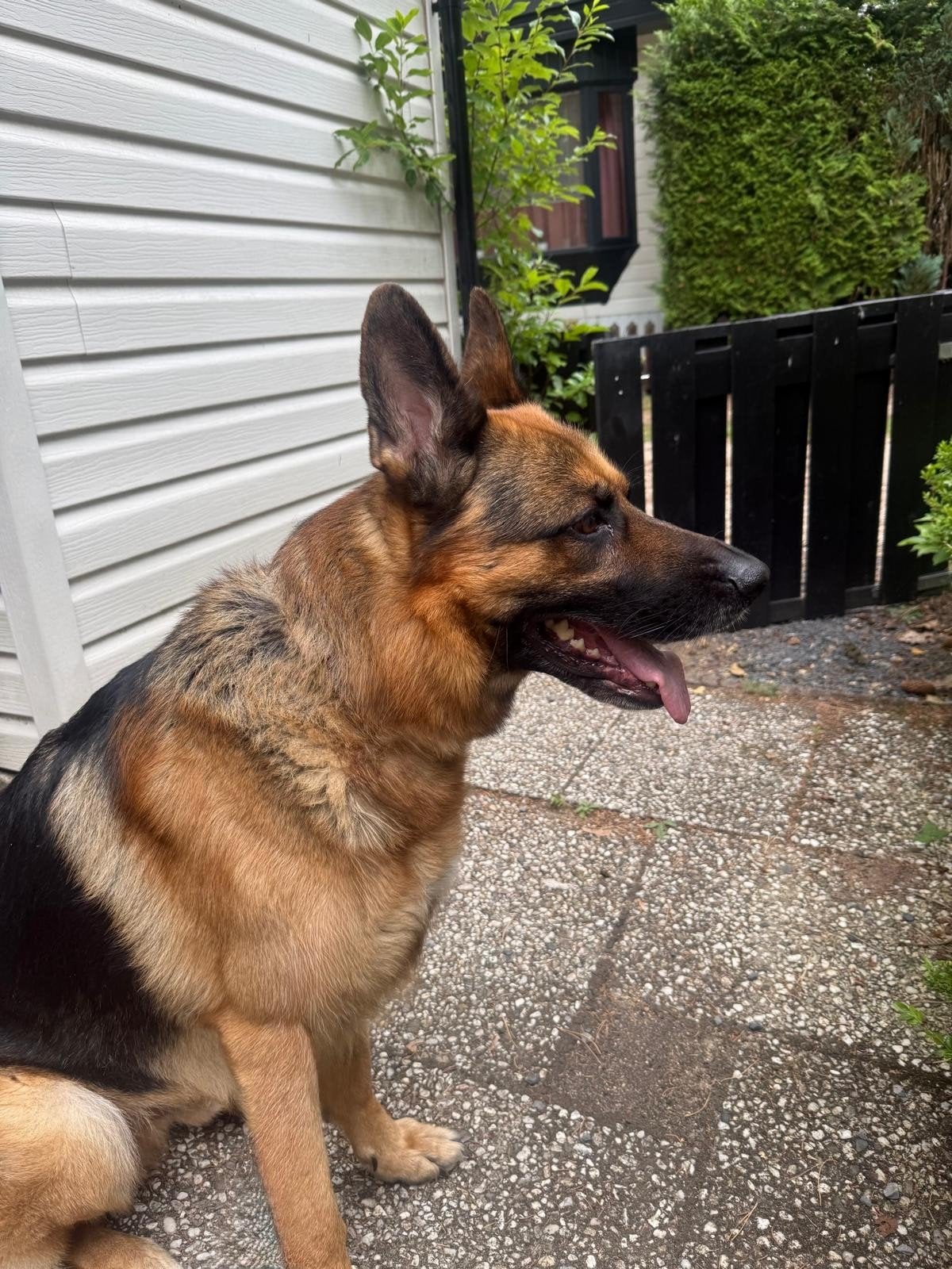 Duitse herder reu., Dieren en Toebehoren, Honden | Herdershonden en Veedrijvers, Parvo, Eén hond, 3 tot 5 jaar, Nederland