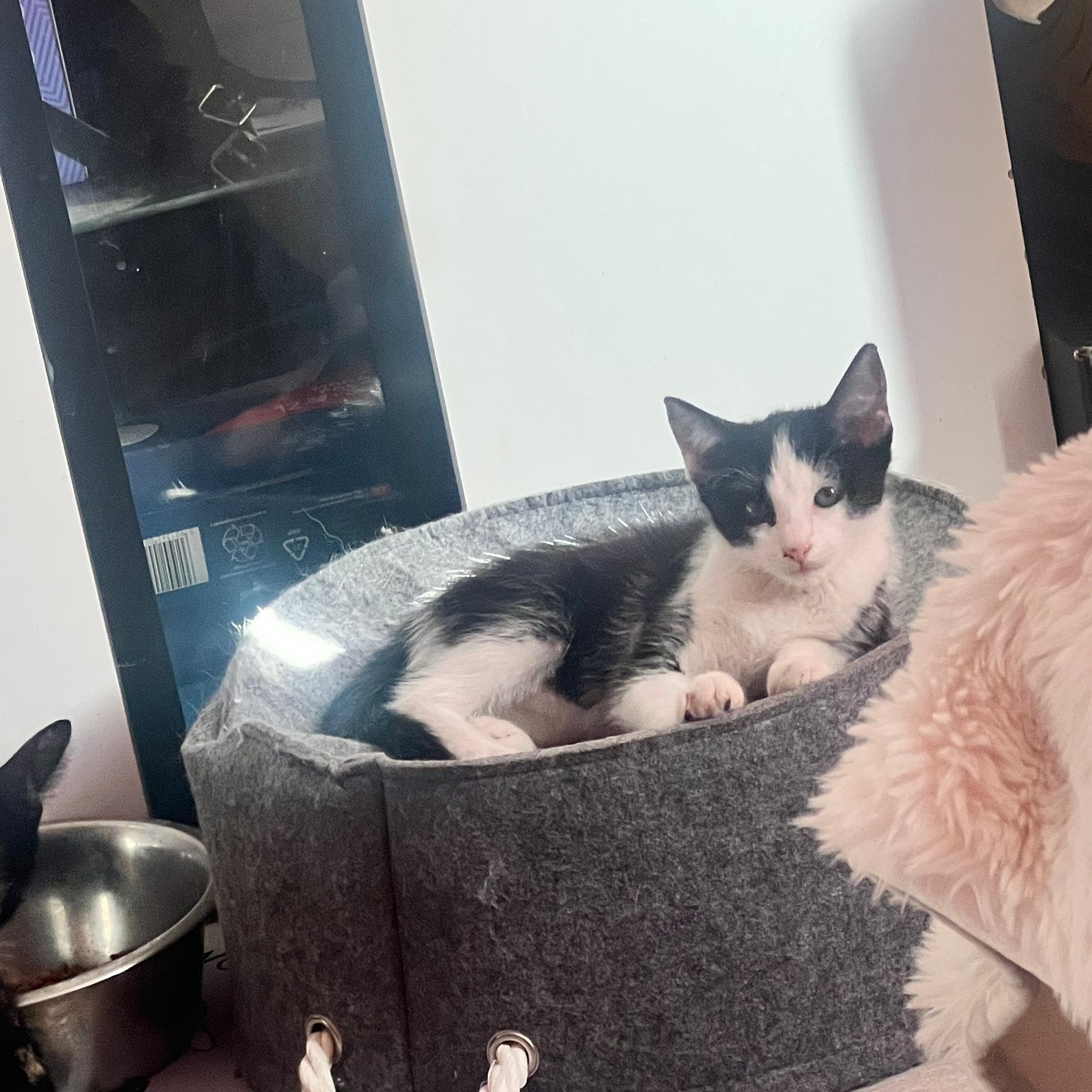Gratis kittens, Dieren en Toebehoren, Poes, 0 tot 2 jaar