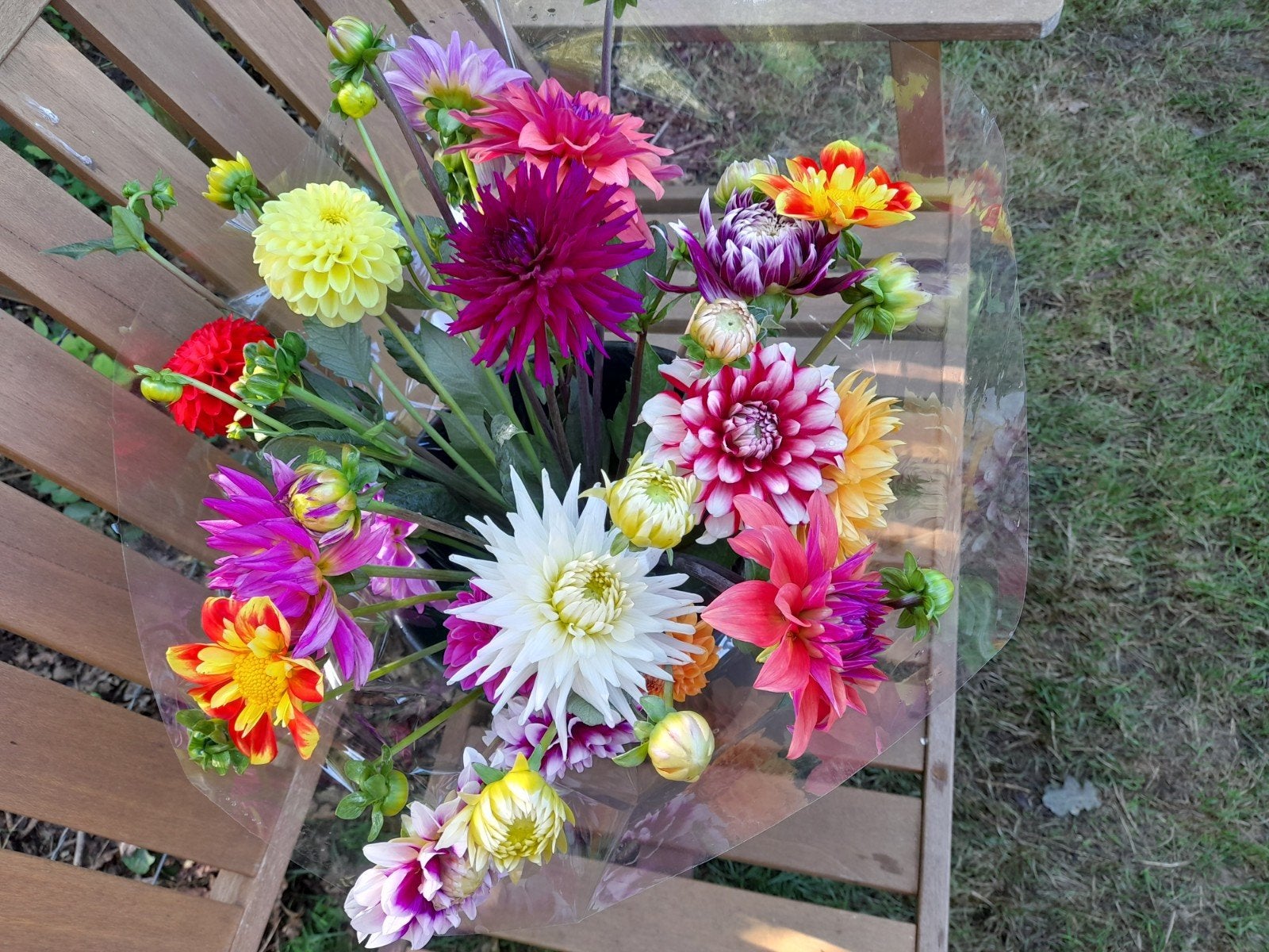 Prachtige biologisch gekweekte dahlia's, Tuin en Terras, Planten | Tuinplanten, Ophalen, Overige soorten, Volle zon