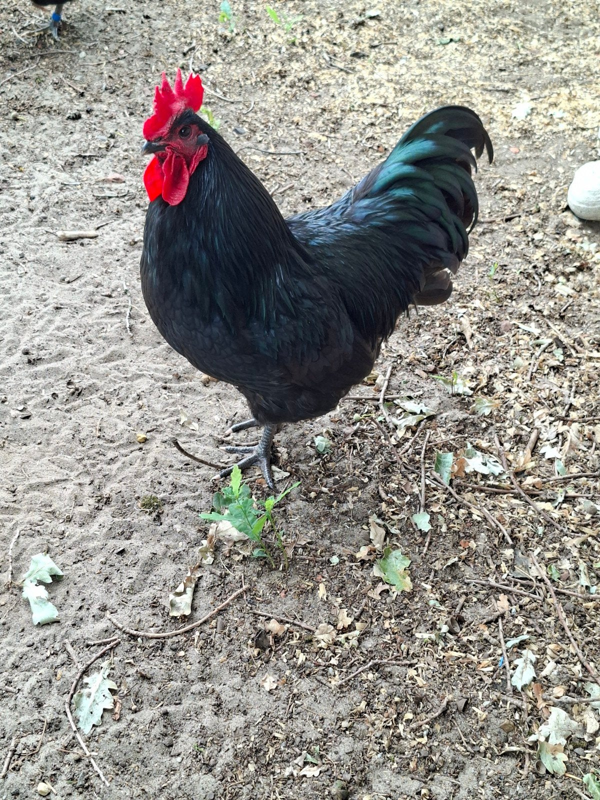 Australorp hanen., Dieren en Toebehoren, Pluimvee, Mannelijk, Kip