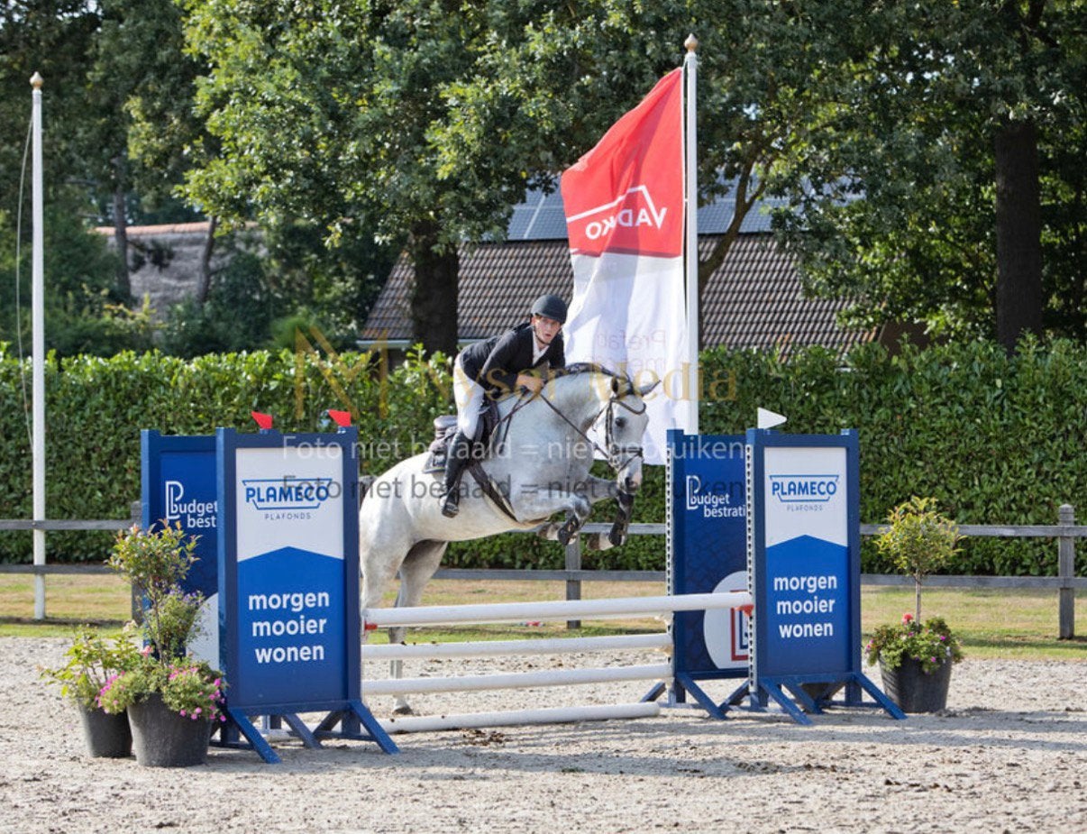 Zeer chique 6 jarige holsteiner merrie, Merrie, Springpaard, 3 tot 6 jaar, 165 tot 170 cm