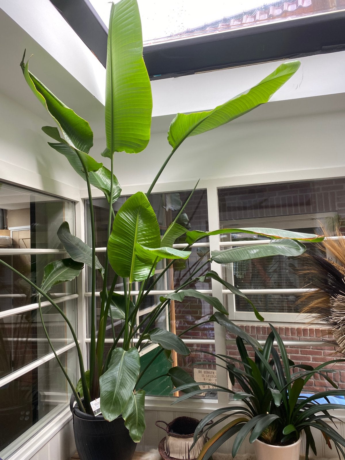 Strelitzia nicolai 220cm hoogte, Huis en Inrichting, Ophalen, 200 cm of meer, Palm, Halfschaduw