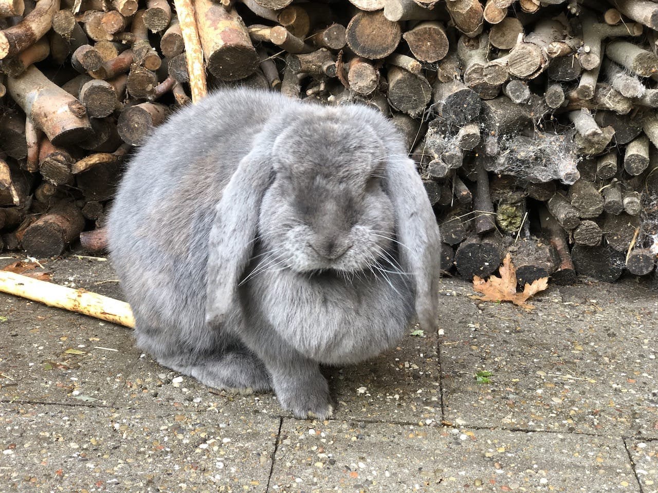 GEZOCHT! Konijn, vrouwtje, leeftijd minimaal 6 max 8, Dieren en Toebehoren, Konijnen, Vrouwelijk, Middelgroot, 6 tot 8 jaar
