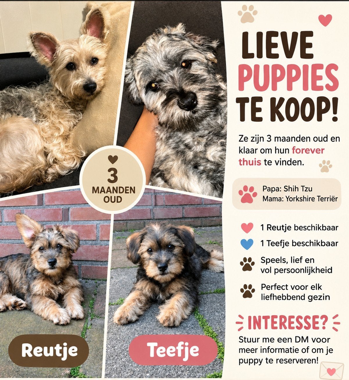 Puppies, Dieren en Toebehoren, Overige rassen, Teef, Eén hond, Nederland