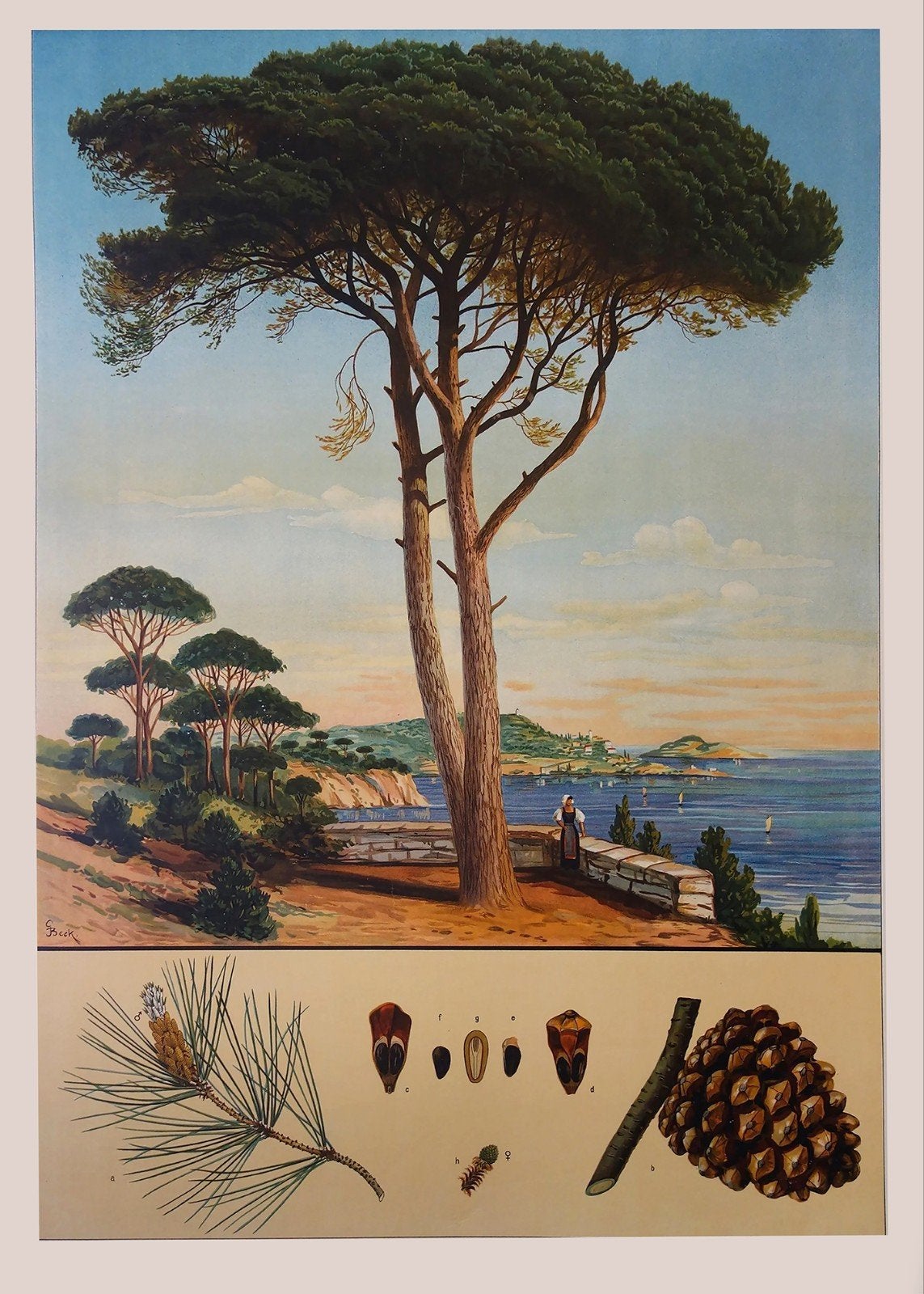 Vintage Botanische Print: Pinus Pinea (Parasolden), Ophalen of Verzenden, Zo goed als nieuw