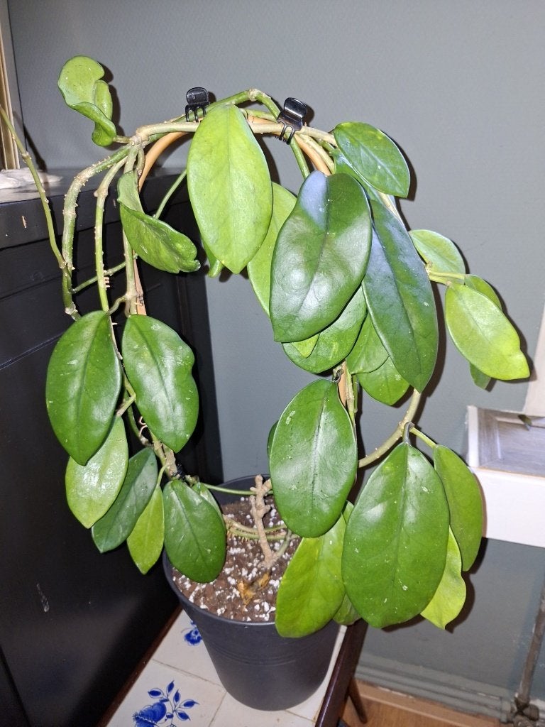 Hoya treubiana, Ophalen of Verzenden, Halfschaduw, Minder dan 100 cm