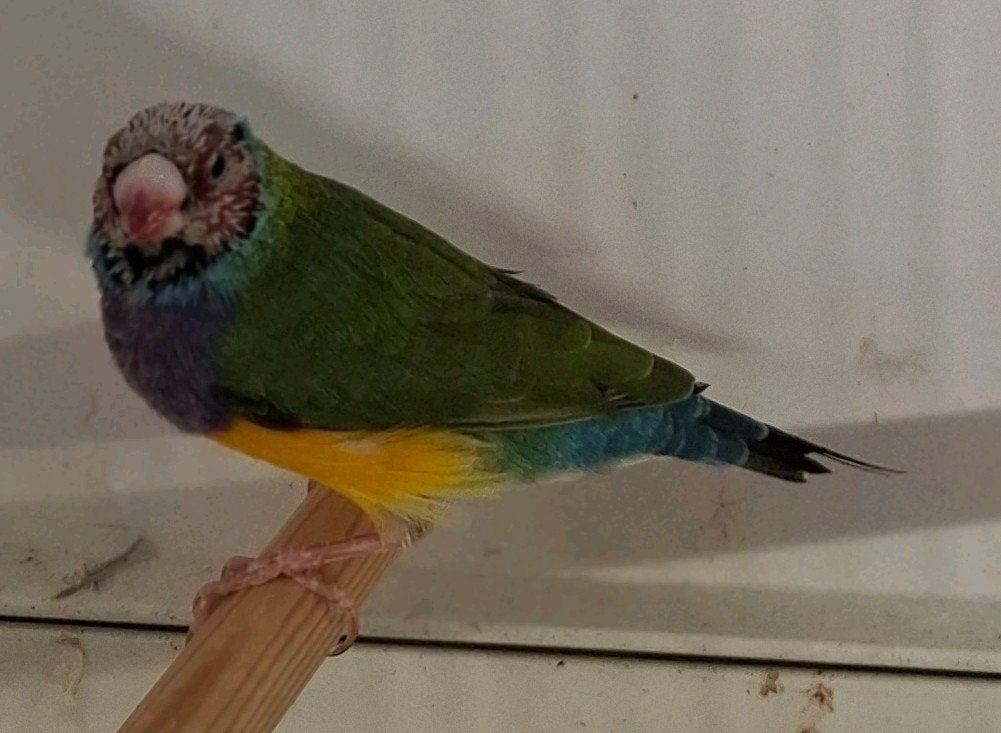 Gouldamadine, Dieren en Toebehoren, Mannelijk, Tropenvogel, Geringd