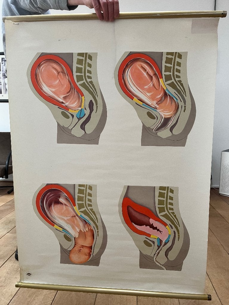 Schoolplaat, Antiek en Kunst, Antiek | Schoolplaten, Ophalen, Natuur en Biologie
