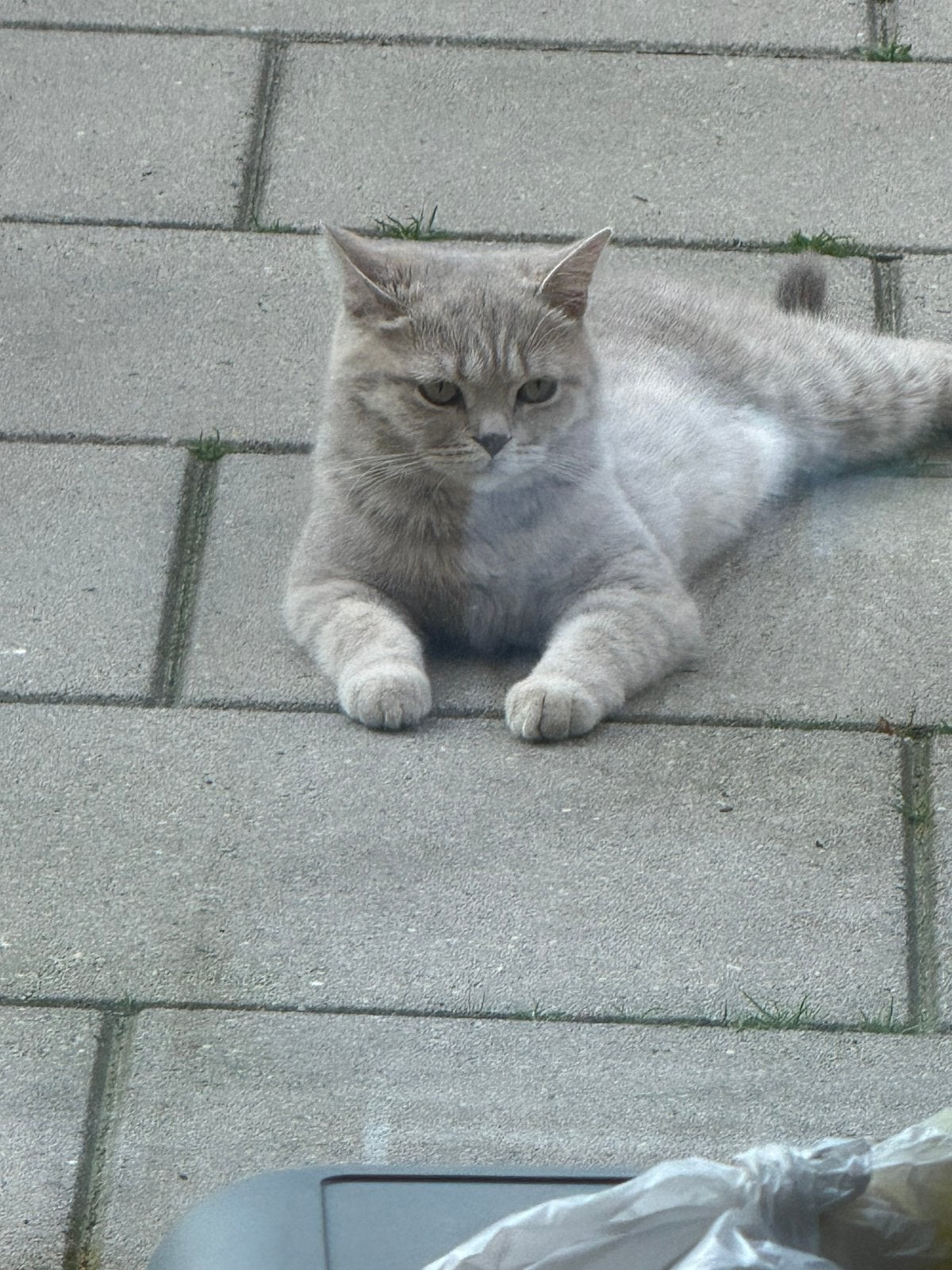 Britse korthaar Poesje, Dieren en Toebehoren, Katten en Kittens | Overige Katten, Poes