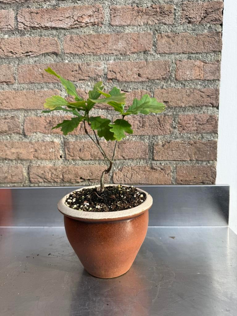 Jong  (zomer) eikje in pot., Ophalen, Overige soorten, Volle zon
