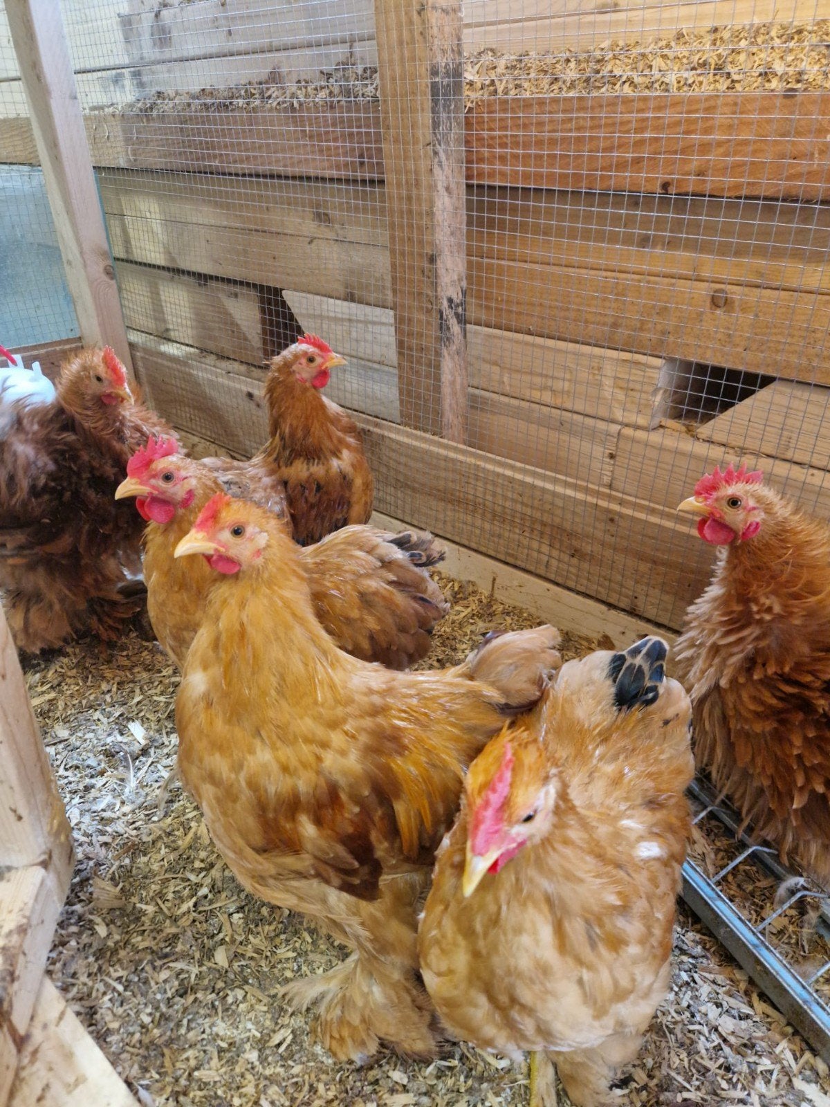 Cochin kriel hanen, Dieren en Toebehoren, Mannelijk, Kip