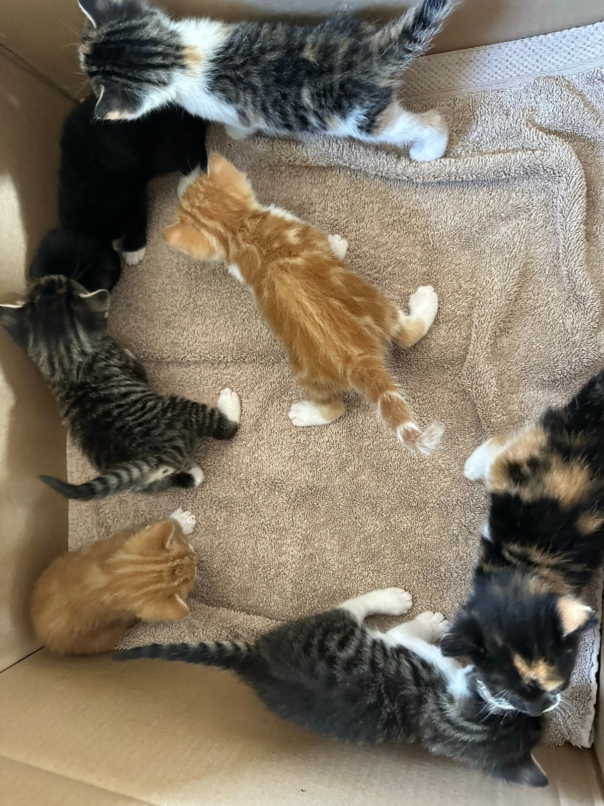 Kitten te koop, Dieren en Toebehoren, Katten en Kittens | Overige Katten, Kater, 0 tot 2 jaar