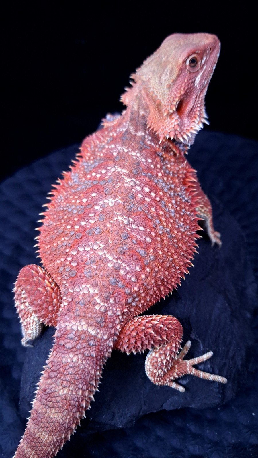Red/Purple Hypo Blue Bar Baardagaam Vrouw (Holdback) Bearded Dragon photo 4