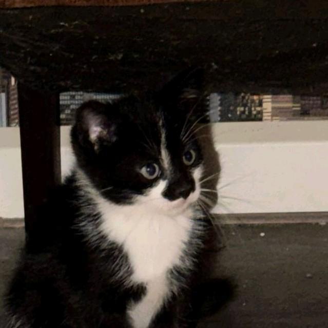 Jonge kittens, Dieren en Toebehoren, Kater, Kortharig, 0 tot 2 jaar