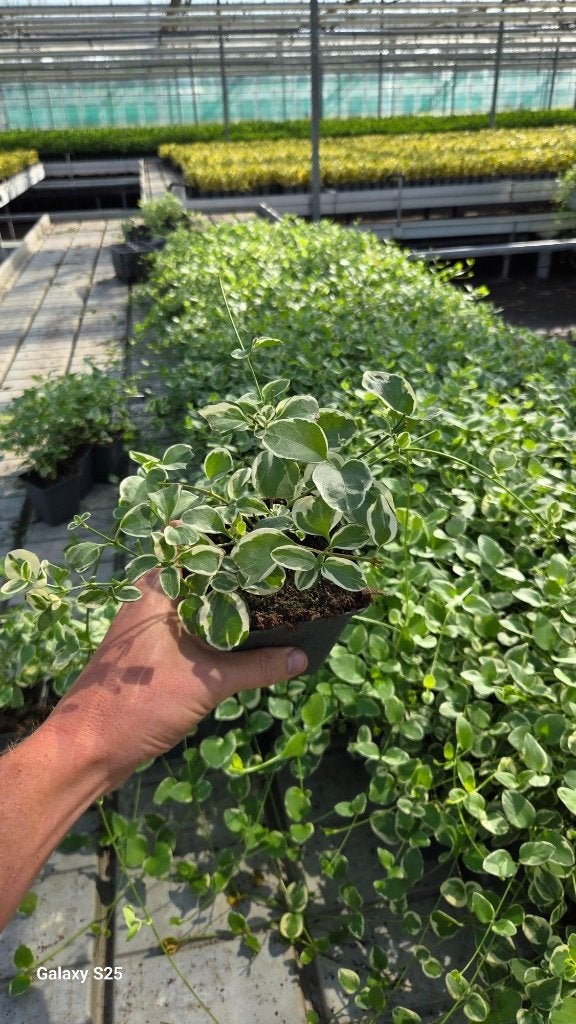 Vinca Major Variegata - maagdenpalm - witbont, Tuin en Terras, Planten | Tuinplanten, Ophalen, Vaste plant, Bodembedekkers, Volle zon