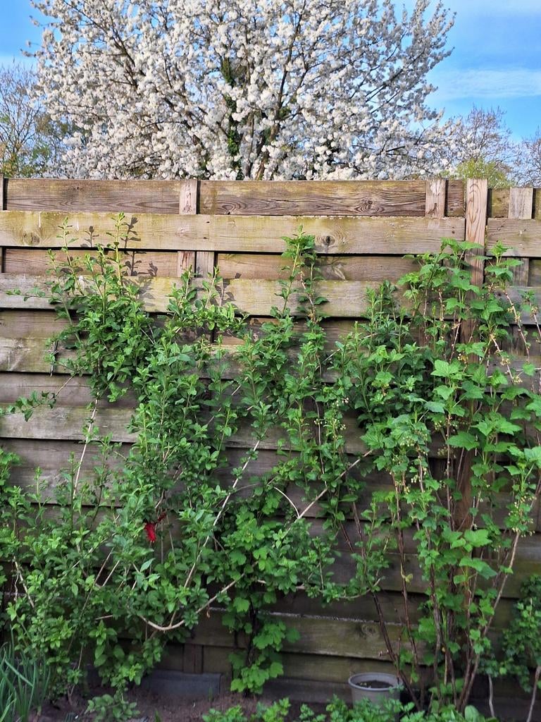 Gojibes struik, Tuin en Terras, Planten | Tuinplanten, Ophalen, Overige soorten, Halfschaduw