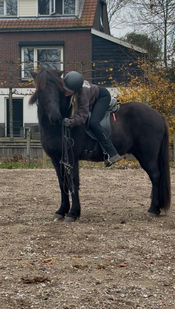 Lieve IJslander ruin, Dieren en Toebehoren, Pony's, Ruin, Zadelmak, 7 tot 10 jaar, Recreatiepony