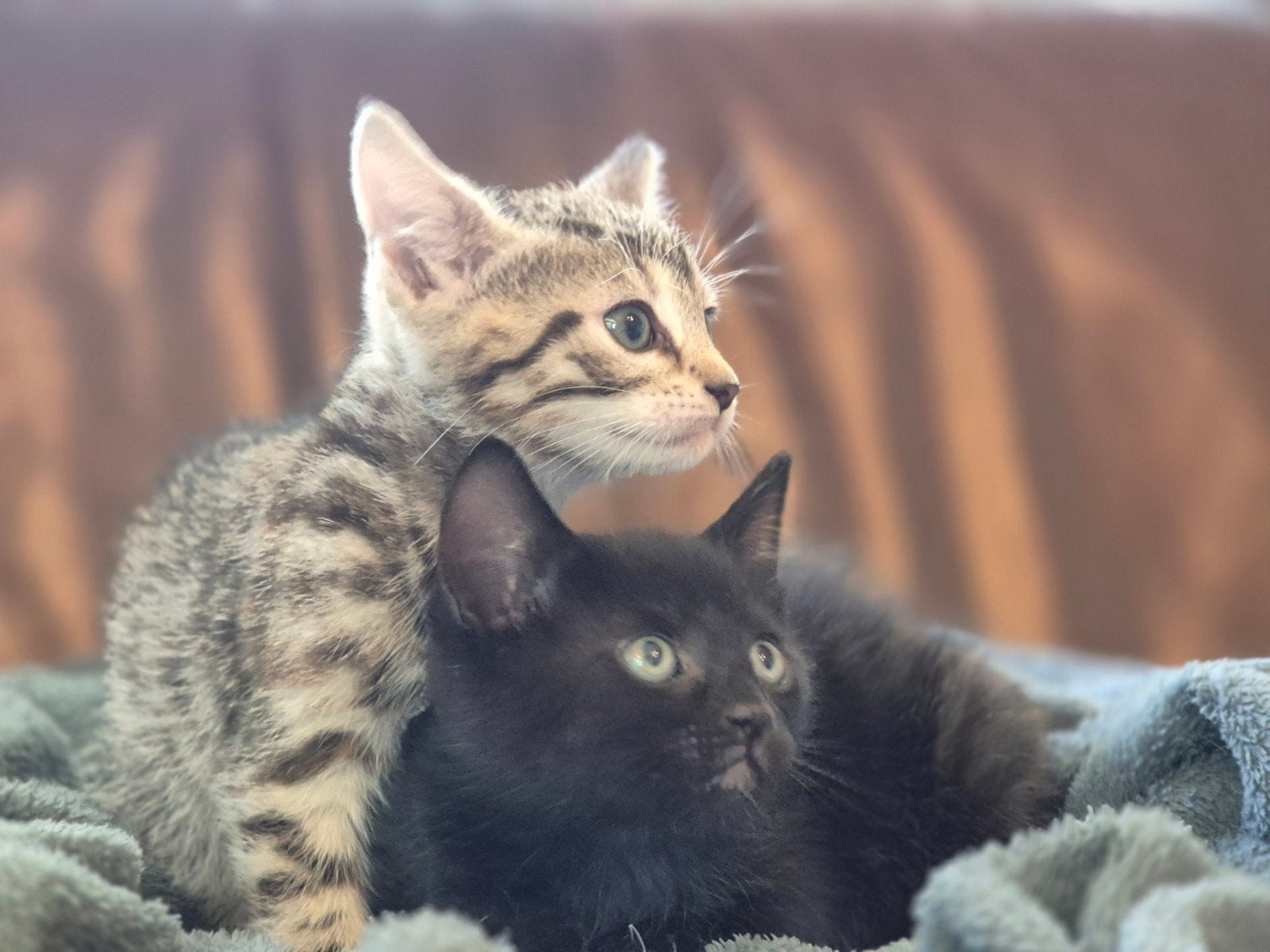 2 schattige kittens, ze willen bij elkaar blijven!