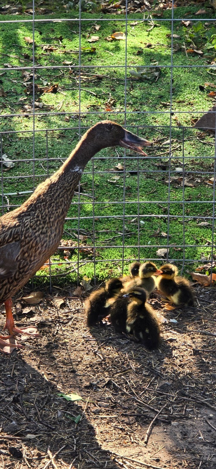 Loopeend kuikens 21 juni geboren, Meerdere dieren, Eend