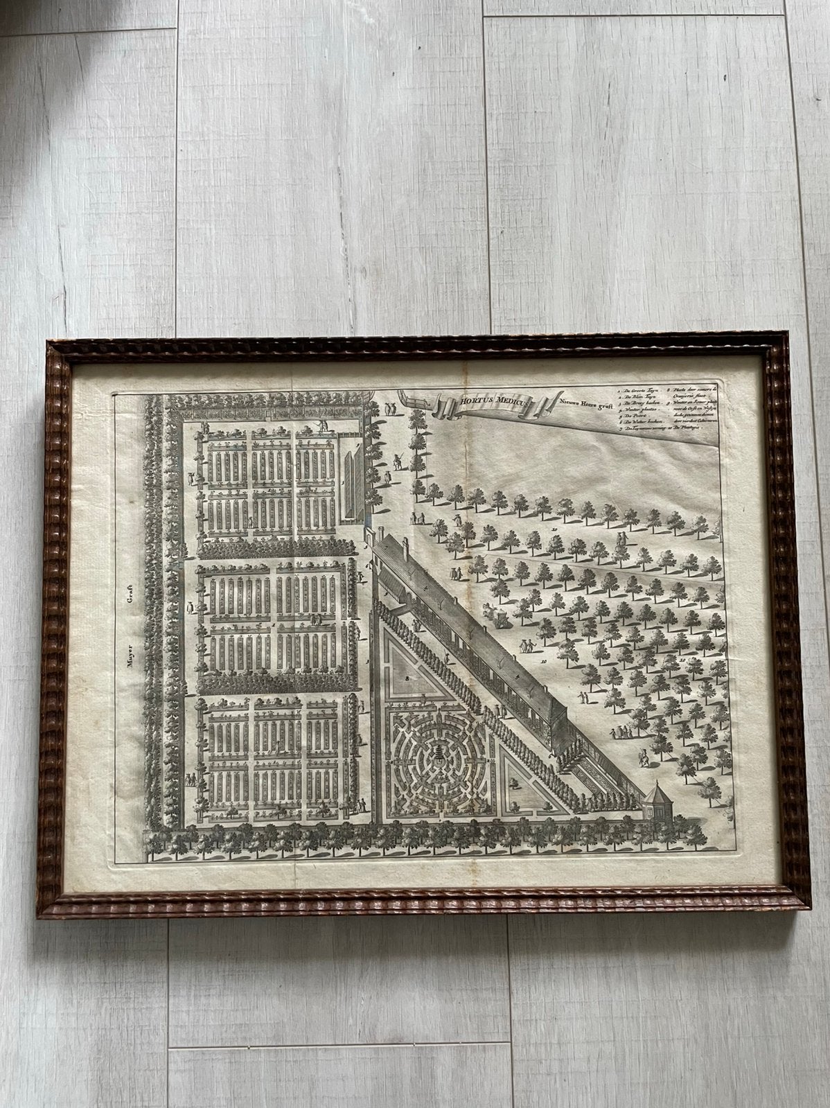 Prent Hortus Medicus- Caspar Commelin, Ophalen, 30 cm, Ets, 40 cm