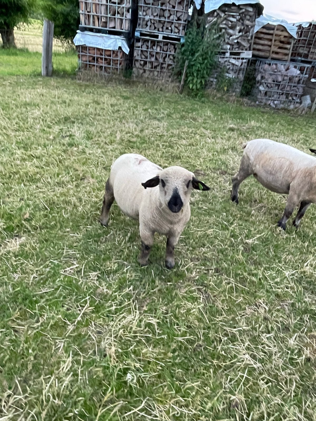 Mooi Hampshire down rammetje te koop, Mannelijk, Schaap, 0 tot 2 jaar