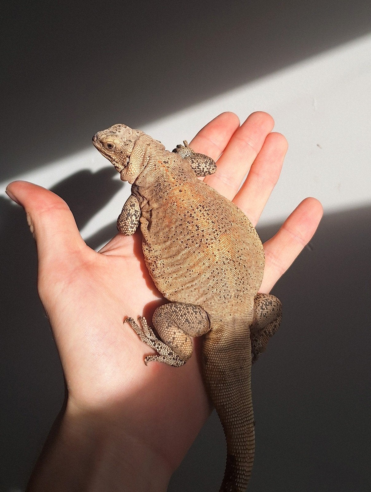 Chuckwalla Redback, sauromalus ater 2025, Hagedis, Tam, 0 tot 2 jaar