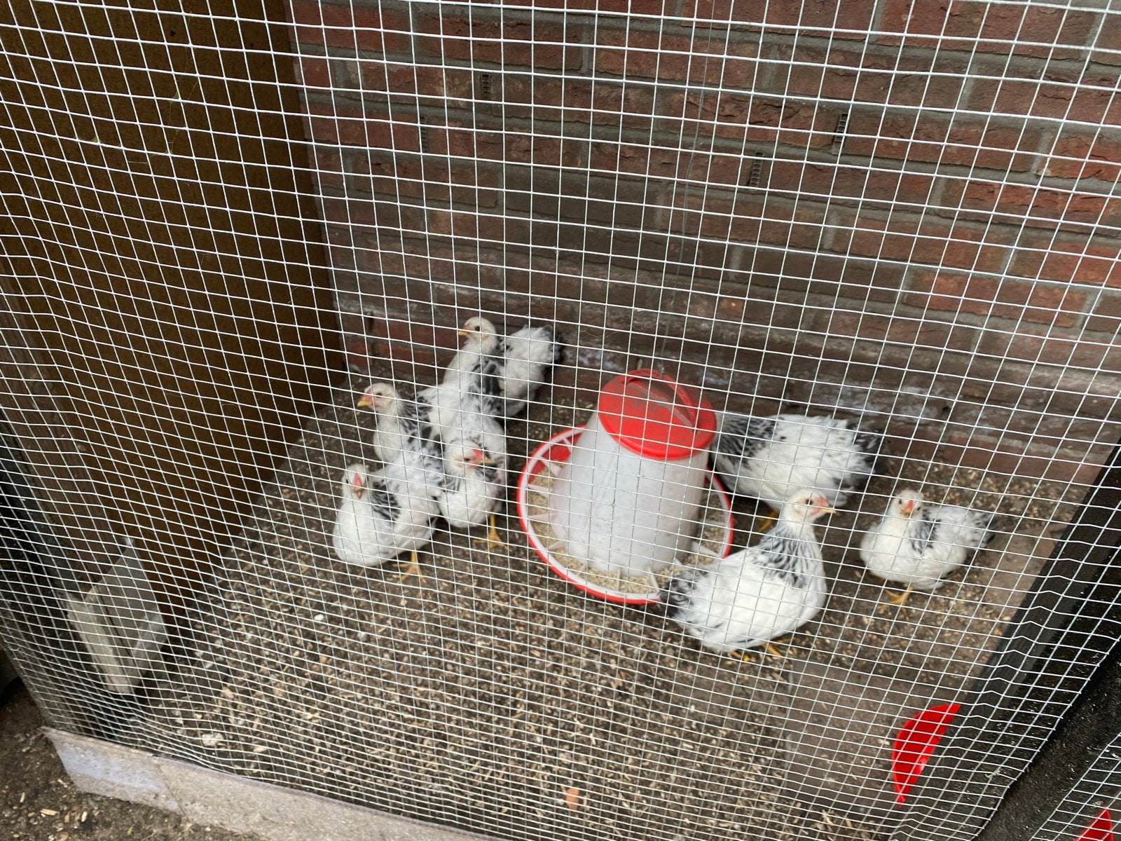 Wyandotten colunbia, Dieren en Toebehoren, Pluimvee, Meerdere dieren, Kip