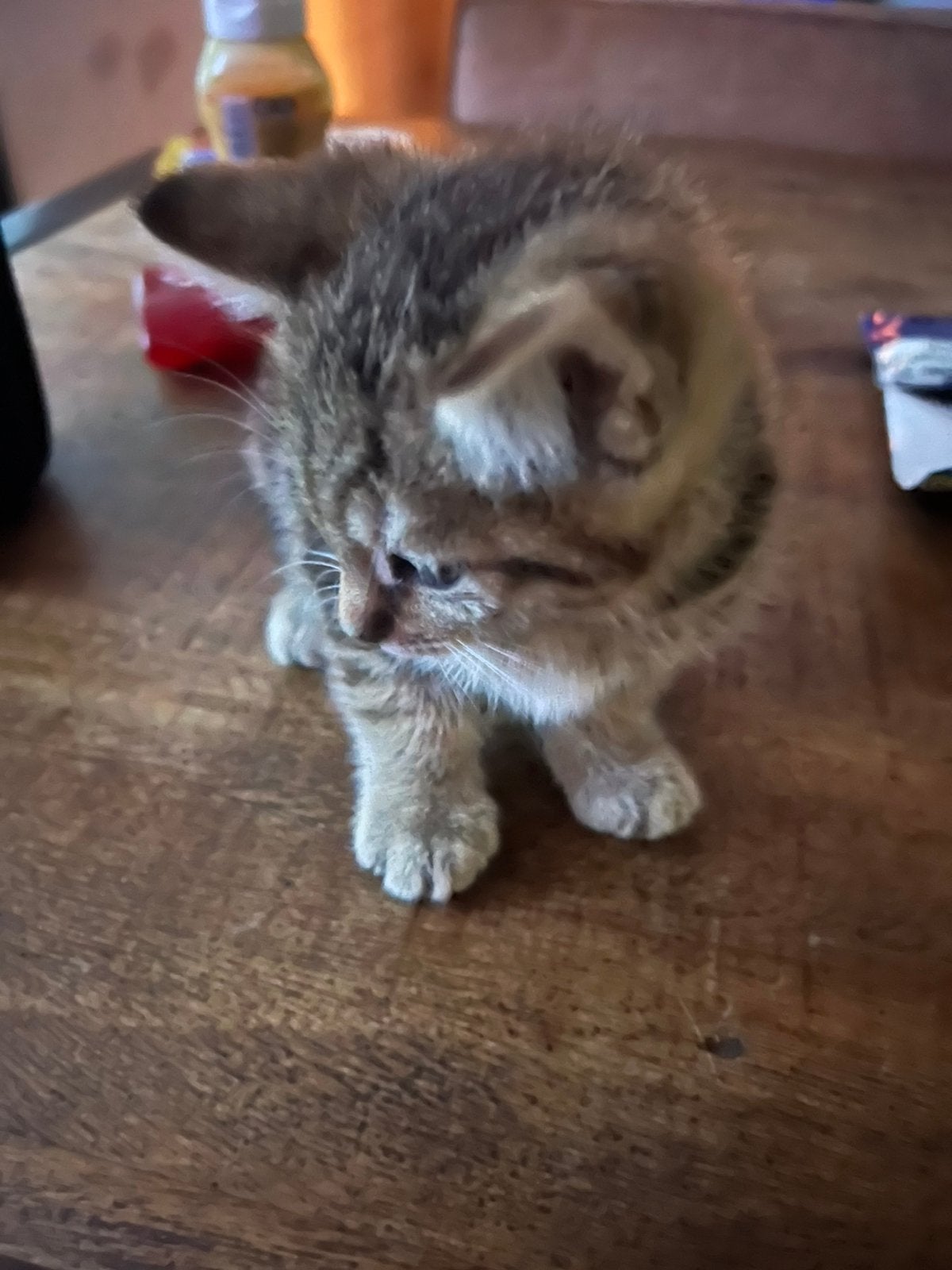 Kittens mogen  vandaag al naar nieuw baasje, Meerdere dieren, Kortharig, 0 tot 2 jaar