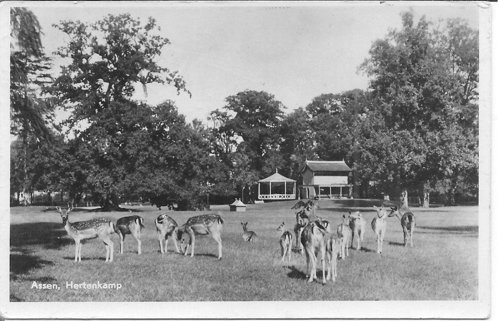 Oude ansichtkaart Assen, Hertenkamp (1955), Ophalen of Verzenden, 1940 tot 1960, Gelopen, Drenthe