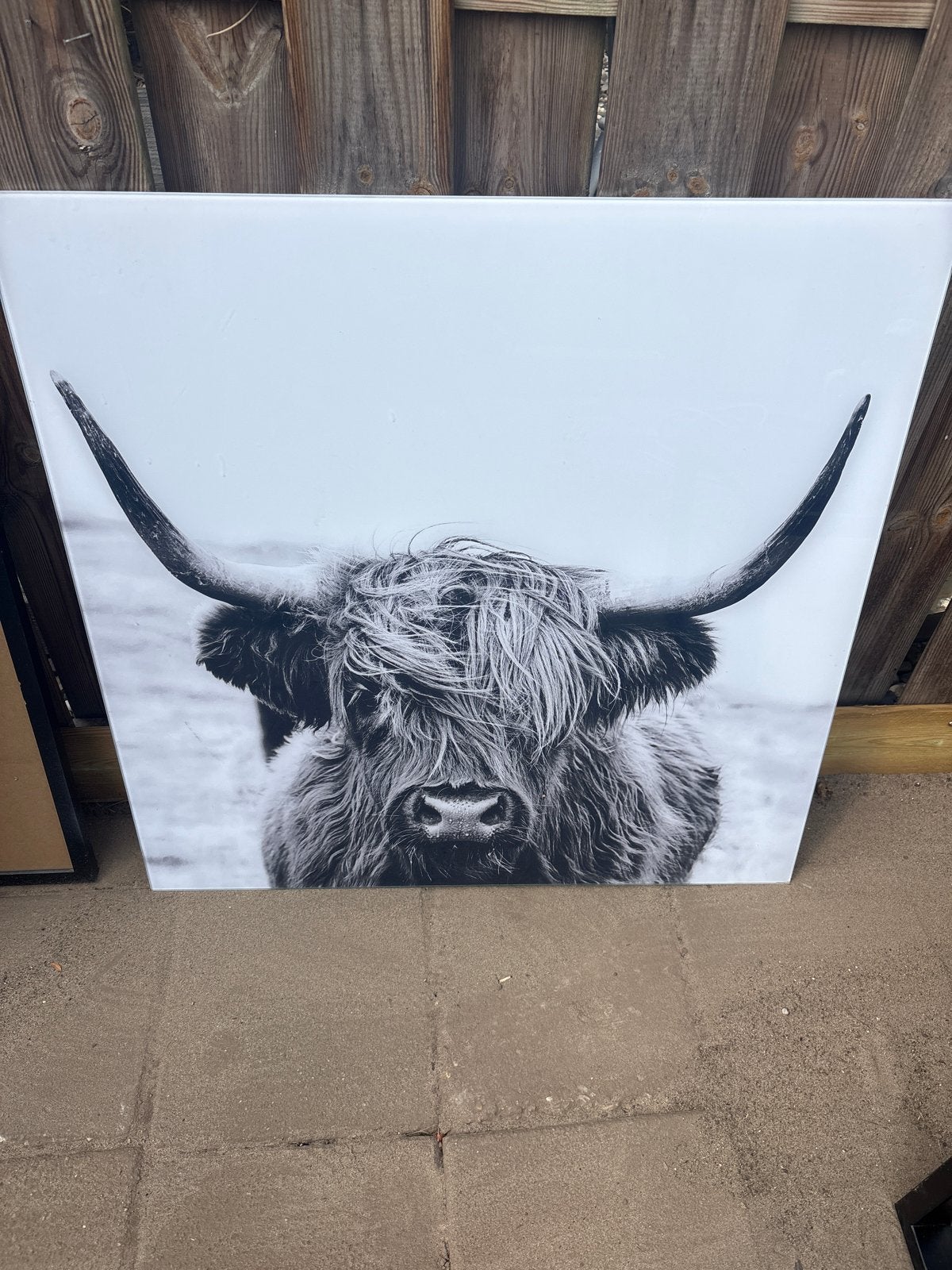 Schilderij Schotse Hooglander - Gratis afhalen, Ophalen, 50 – 75, Gebruikt, Schilderij