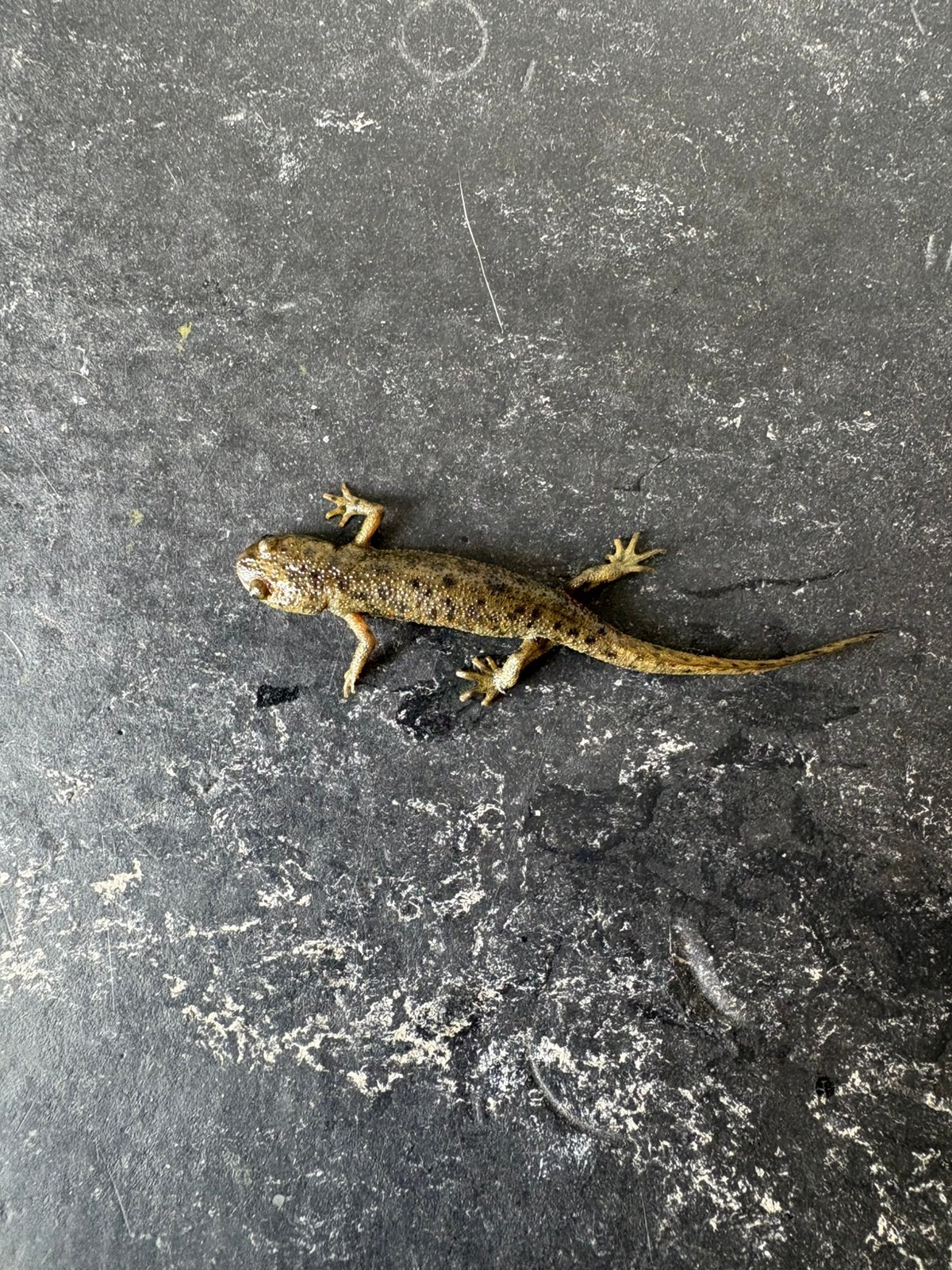Nakweek spaanse ribbensalamanders