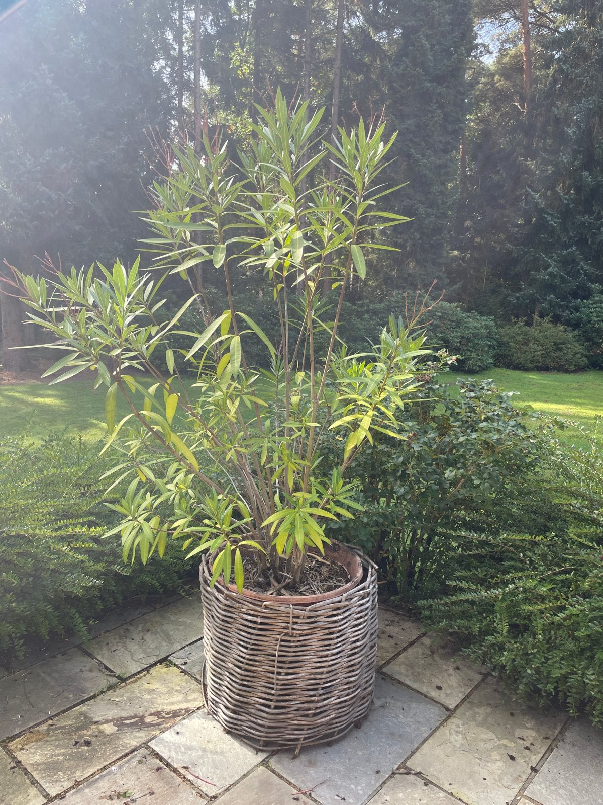 Grote Oleander in rieten pot - Mediterrane sfeer, Tuin en Terras, Volle zon, Vaste plant, Zomer, Ophalen