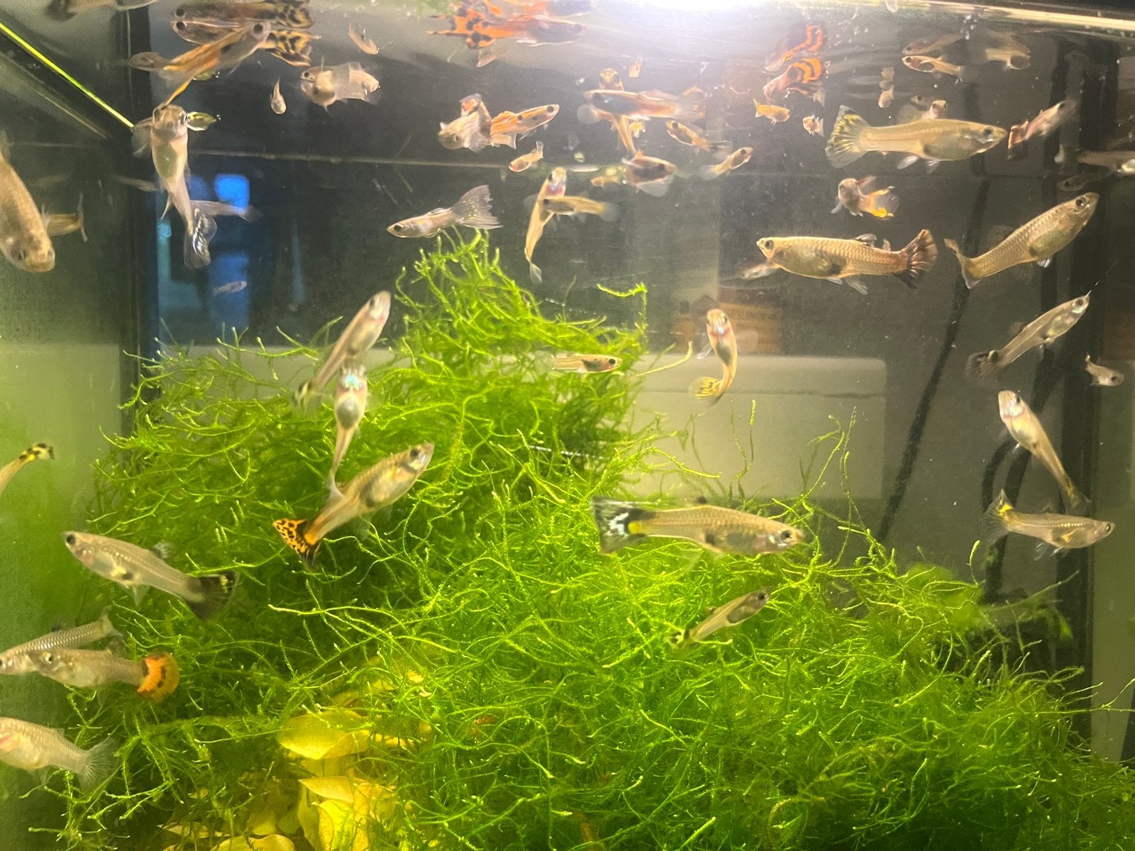 Mooi gekleurde Guppies, guppen, guppy’s, Vis