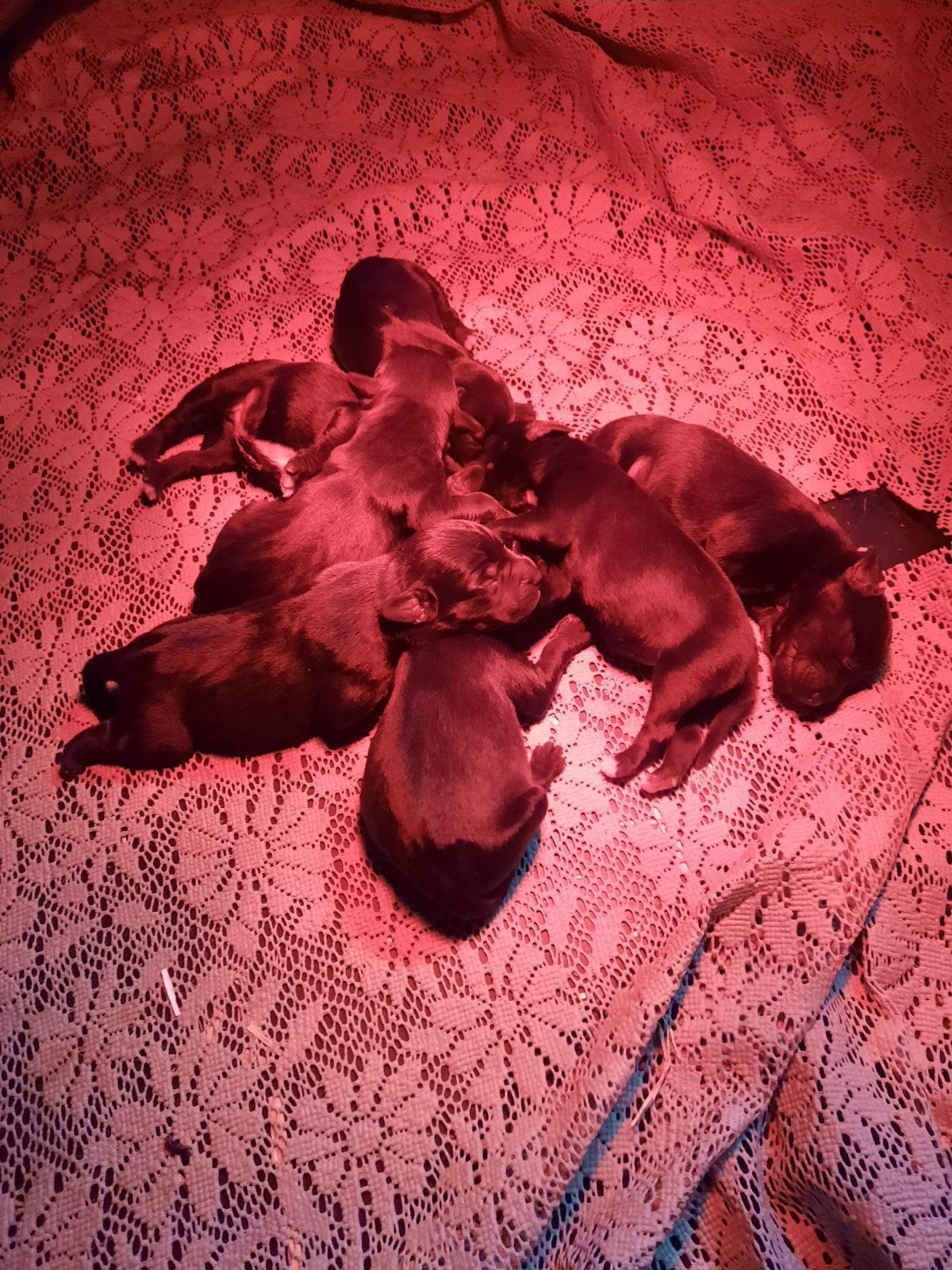 Prachtig nestje Patterdale pups, Dieren en Toebehoren, 8 tot 15 weken, Meerdere, Nederland, Particulier