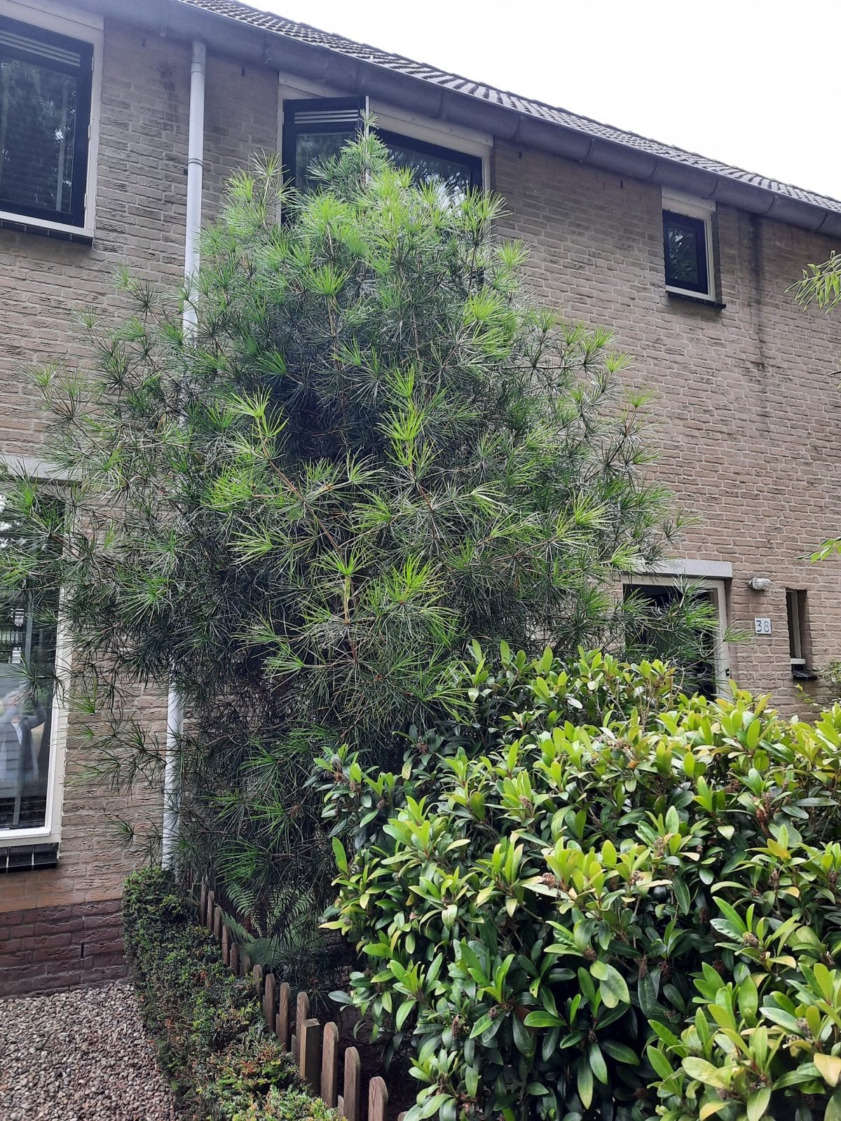 Gratis Grote Japanse parasolden (Sciadopitys verticillata), Tuin en Terras, Planten | Tuinplanten, Vaste plant, Overige soorten